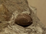 Sericoidea